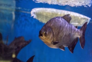 SEA LIFE Paris: Admission Ticket