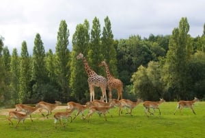 WOW Safari Thoiry Entrance Ticket