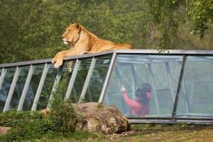 WOW Safari Thoiry Entrance Ticket