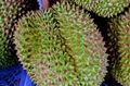The durable durian fruit