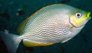 Adventure Divers Pattaya