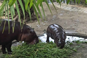 Bangkok: Elephant Sanctuary and Khao Kheow Open Zoo Tour