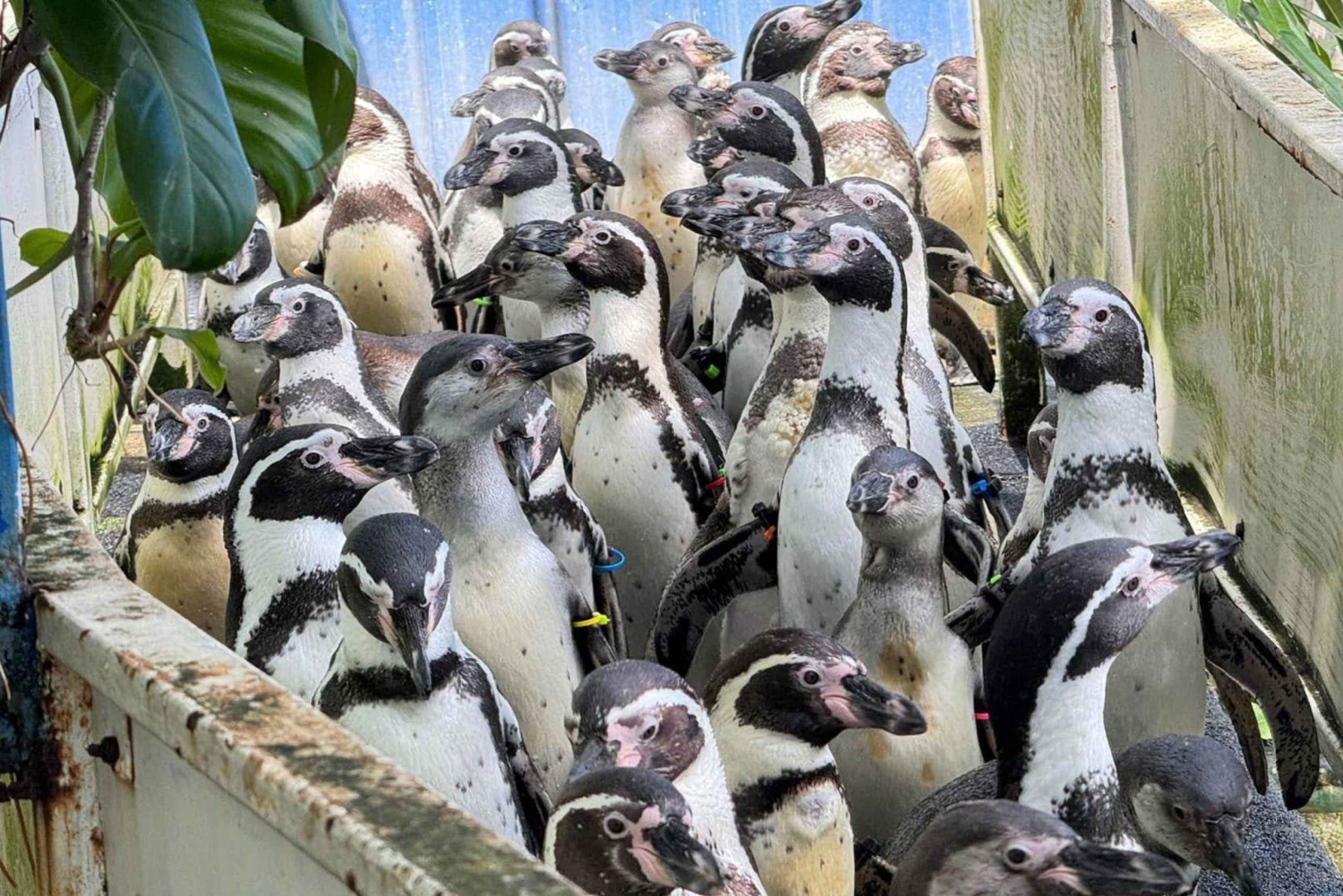 Bangkok: Santuario degli elefanti e zoo all'aperto di Khao Kheow (Moodeng)