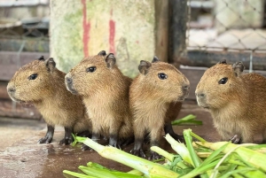 Bangkok: Santuario degli elefanti e zoo all'aperto di Khao Kheow (Moodeng)
