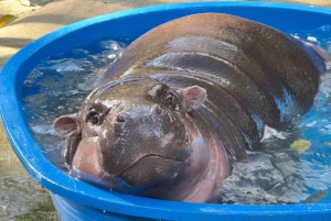 Bangkok: Santuario degli elefanti e zoo all'aperto di Khao Kheow (Moodeng)
