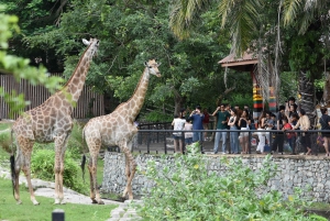 Bangkok: Santuario degli elefanti e zoo all'aperto di Khao Kheow (Moodeng)