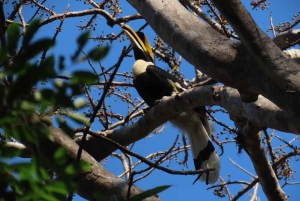 Bangkok: Santuario degli elefanti e zoo all'aperto di Khao Kheow (Moodeng)
