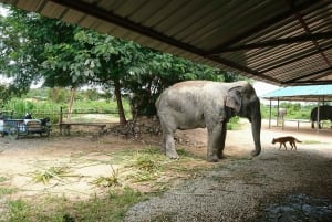 Bangkok: Pattaya Elephant Sanctuary & Sanctuary of Truth