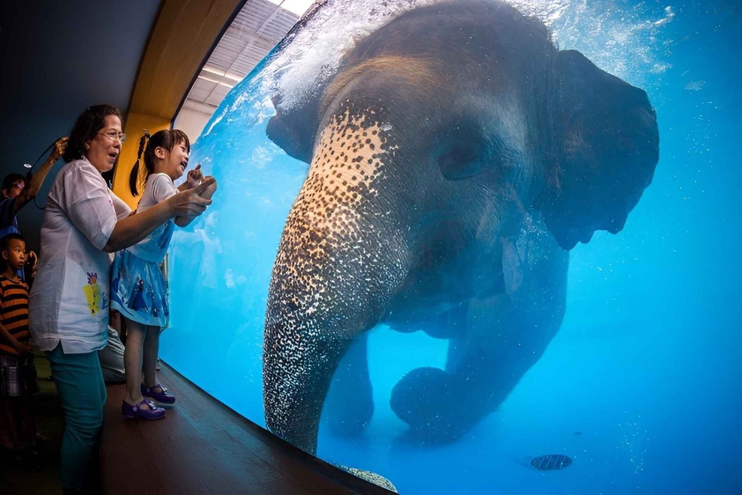 Bangkok/Pattaya: Khao Kheow Zoo Private Tour with Pickup