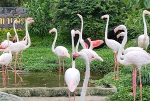 Bangkok: Privétransfer naar Khao Kaew Open Zoo (Moo Deng)