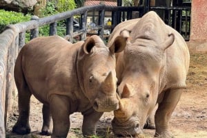 Bangkok to Moo Deng: Private Transfer To Khao Kheow Zoo