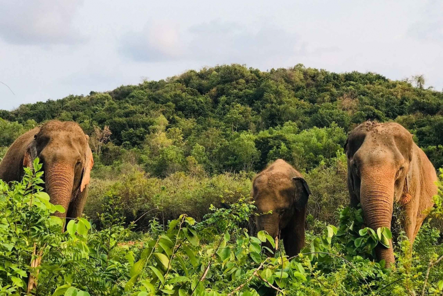 From Bangkok: Pattaya Ethical Elephant Sanctuary Interactive
