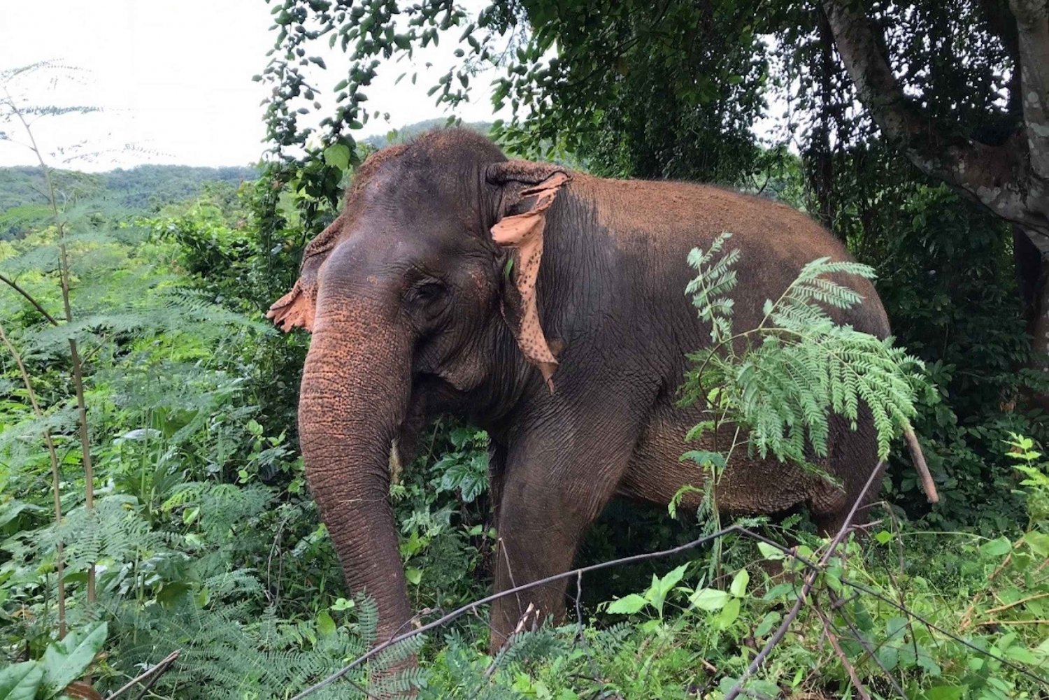 From Bangkok: Pattaya Ethical Elephant Sanctuary Interactive