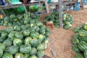 Bangkok: Pattaya Ethical Elephant Sanctuary Tour with Lunch