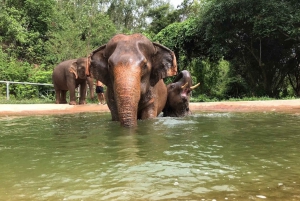 Bangkok: Pattaya Ethical Elephant Sanctuary Tour with Lunch