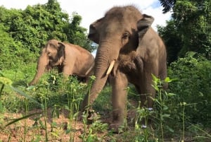From Bangkok: Elephant Sanctuary Tour with Thai Lunch