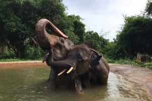 From Bangkok: Elephant Sanctuary Tour with Thai Lunch