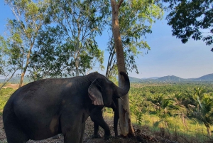 From Bangkok: Living Green Elephant Sanctuary Day Trip