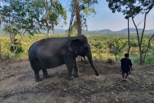 Fra Bangkok: Dagsudflugt til Living Green Elephant Sanctuary