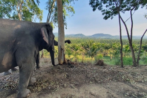 Fra Bangkok: Dagsudflugt til Living Green Elephant Sanctuary