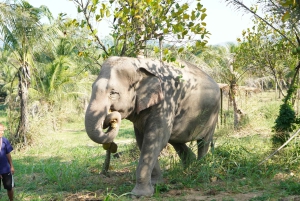 Fra Bangkok: Dagsudflugt til Living Green Elephant Sanctuary