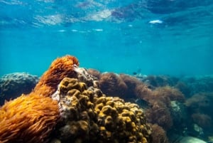 De Bangcoc: Exploração do Mar Esmeralda de Pattaya