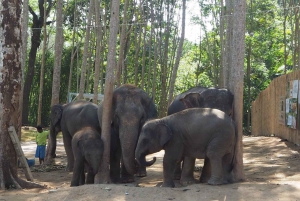 Fra Bangkok: Dagstur til Pattaya Ethical Elephant Sanctuary