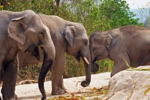 From Bangkok: Pattaya Ethical Elephant Sanctuary Day Trip