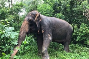 Från Bangkok: Dagstur till etiskt elefantreservat i Pattaya