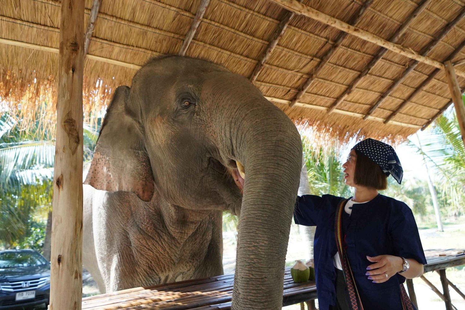 From Pattaya: Living Green Elephant Sanctuary Day Trip