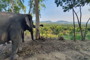 Desde Pattaya: Excursión de un día al santuario de elefantes Living Green