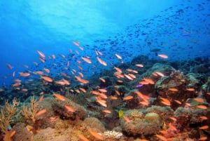 Vanuit Pattaya: Snorkelen of duiken voor beginners