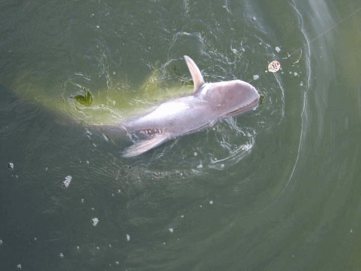 Jomtien Fishing Park