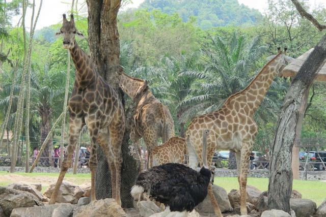 Khao Kheow Open Zoo