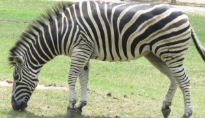 Khao Kheow Open Zoo