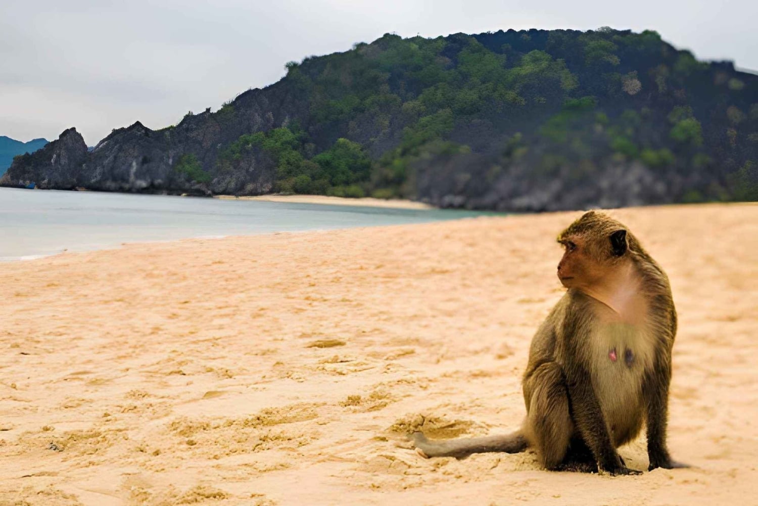 Koh Larn Monkey Beach Guided Tour with Jet Ski Ride