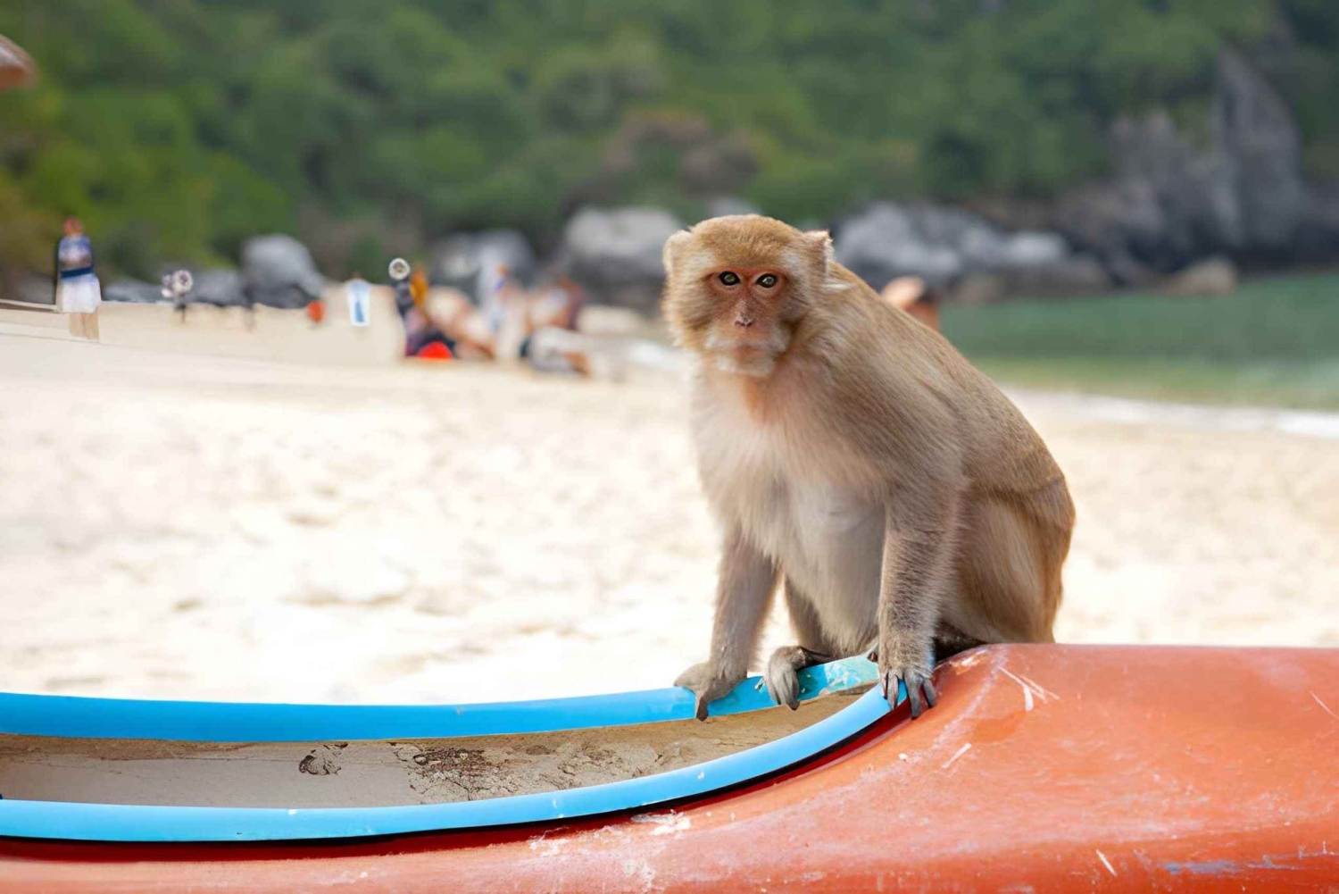 Koh Larn Monkey Beach Guided Tour with Jet Ski Ride