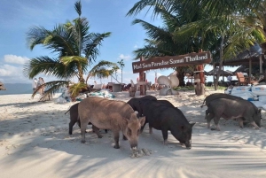 Koh Samui: Coral & Pig Island Longtail Boat Small-Group Tour