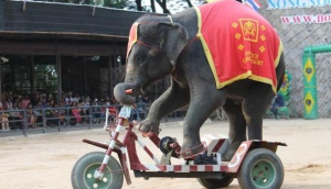 Nong Nooch Paradise Pattaya