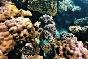 Pattaya : excursion d'une journée dans les 3 îles en catamaran avec déjeuner buffet