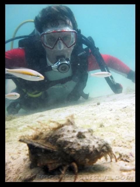 Pattaya Dive Center