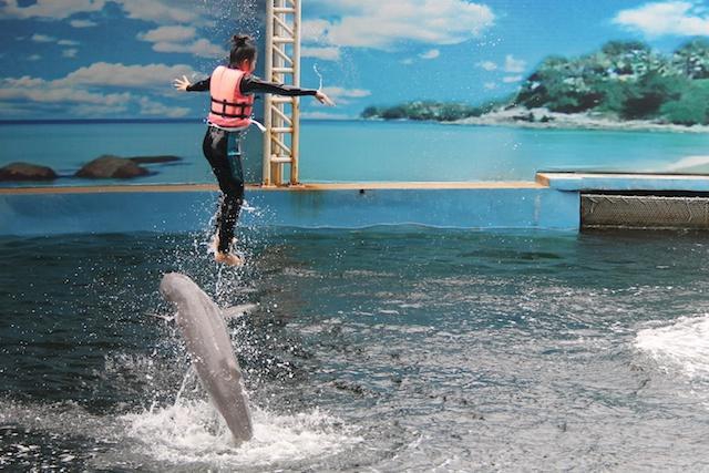Pattaya Dolphin World Show