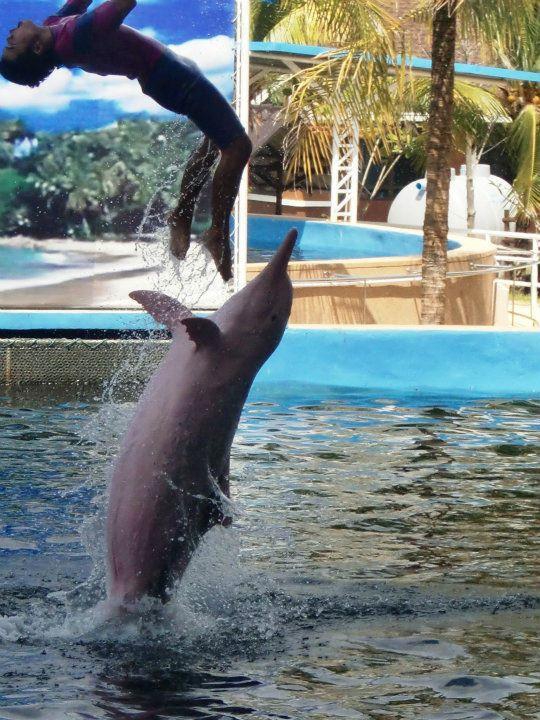 Pattaya Dolphin World Show