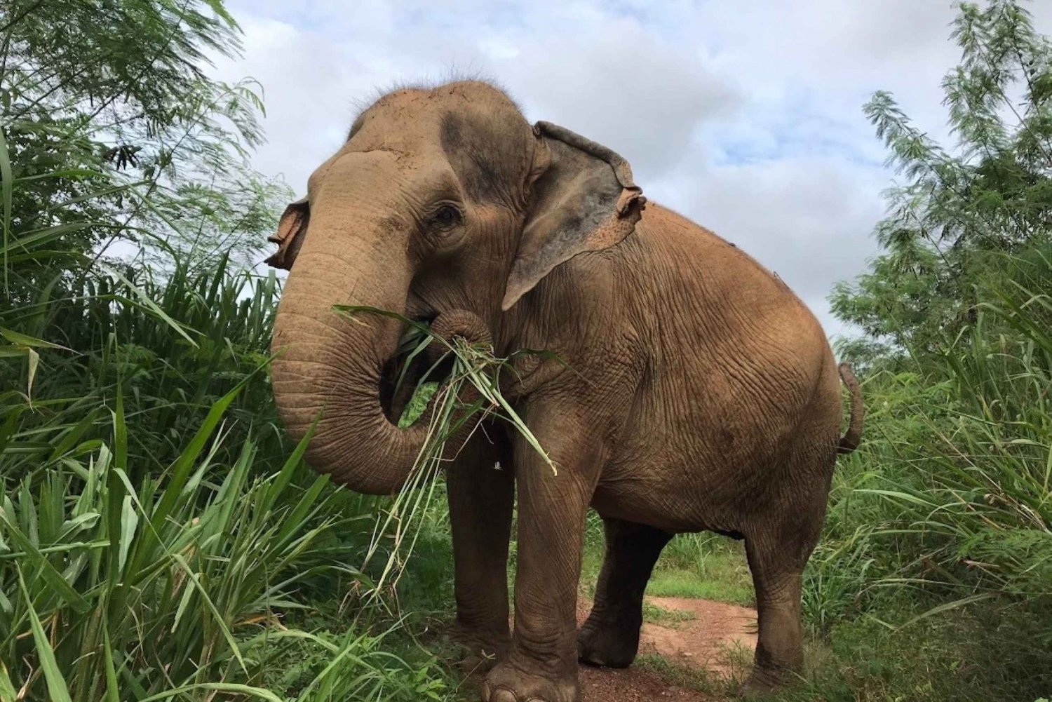 Pattaya : Ethical Elephant Sanctuary Interactive Tour