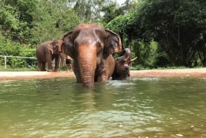 Pattaya: Elephant Sanctuary Tour with Thai Lunch