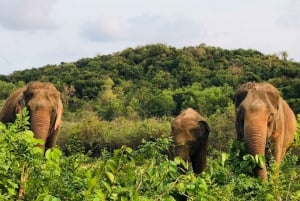 Pattaya: Elephant Sanctuary Tour with Thai Lunch