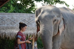 Pattaya: Ethical Elephant Sanctuary Interactive Tour