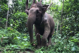 Pattaya: Wycieczka interaktywna po rezerwacie słoni