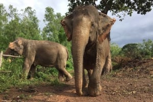 Phuket: Interaktiv omvisning i etisk elefantreservat