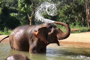Pattaya: Interaktiv rundtur i etiskt elefantreservat